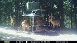 Deer Hunting Gallery
