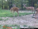 Whitetail Deer Hunting in Mississippi