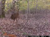 Whitetail Deer Hunting in Mississippi