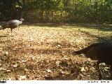 Turkey Hunting in Mississippi