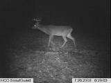 Whitetail Deer Hunting Preserve