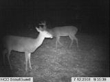 Whitetail Deer Hunting Preserve