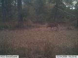 Deer Hunting in Mississippi
