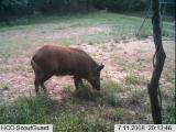 Hog Hunting in Mississippi